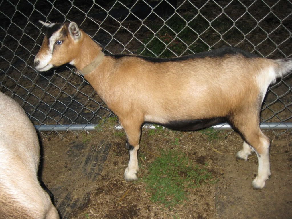 copper-deficiency-before-and-after-pictures-of-my-goat-here-in-oregon